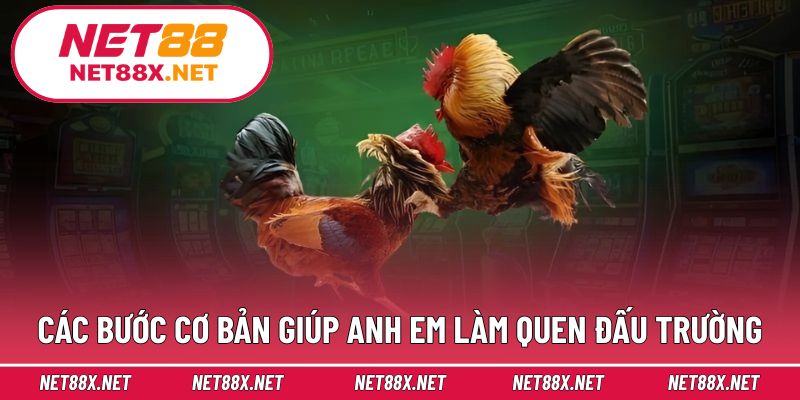 Các bước cơ bản giúp anh em làm quen đấu trường