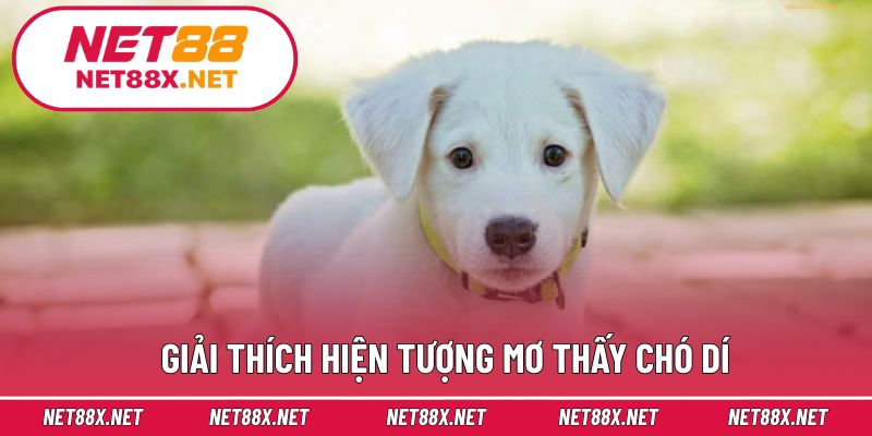 Giải thích hiện tượng mơ thấy chó dí
