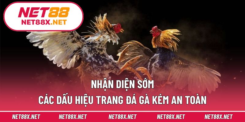 Nhận diện sớm các dấu hiệu trang đá gà kém an toàn
