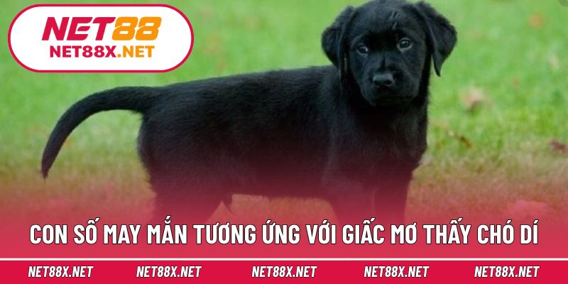 Con số may mắn tương ứng với giấc mơ thấy chó dí