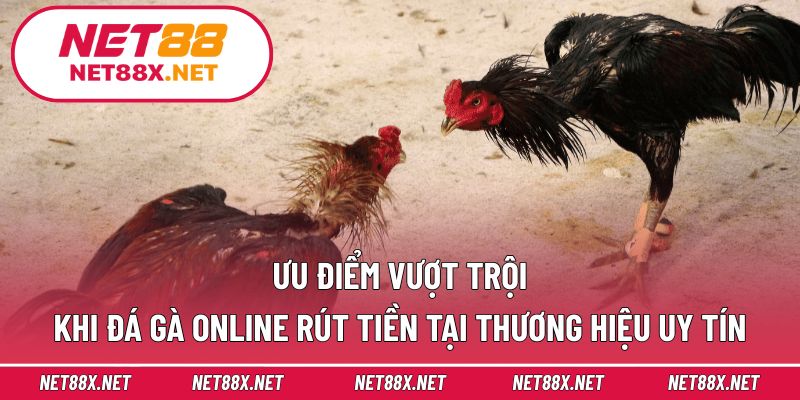 Ưu điểm vượt trội khi đá gà online rút tiền tại thương hiệu uy tín